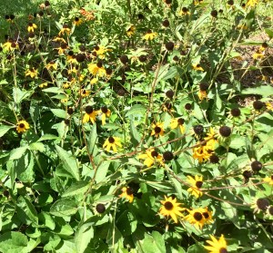 305754D6-06D1-49A0-877E-2AC07B3D70A4